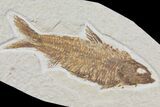 Detailed Fossil Fish (Knightia) - Wyoming #115111-1